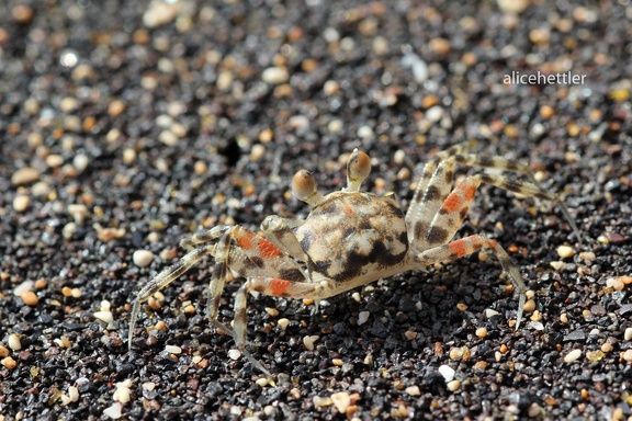 Geisterkrabbe (Ocypode pallidula)